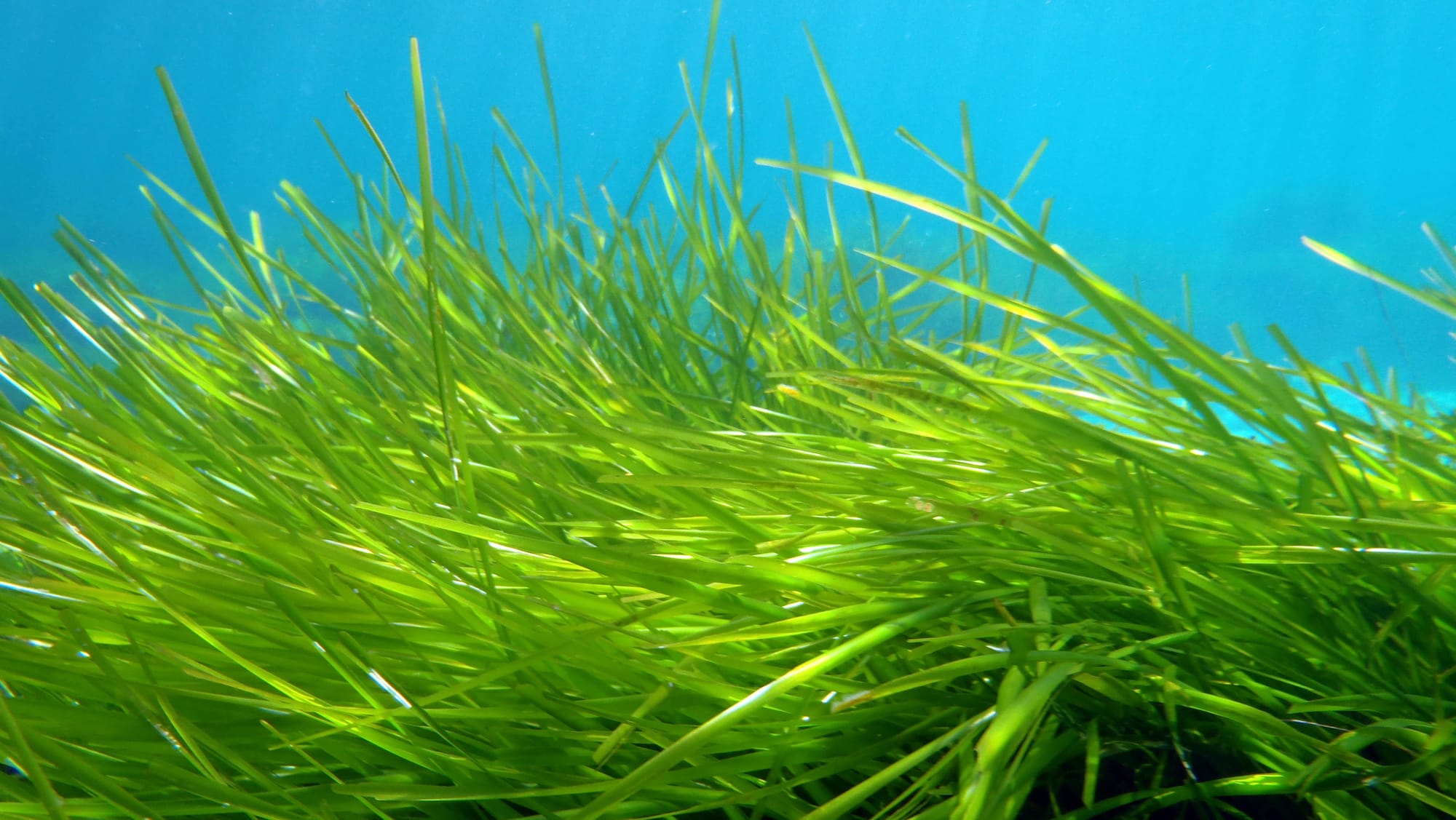 Beneficios de la Posidonia y problemática actual