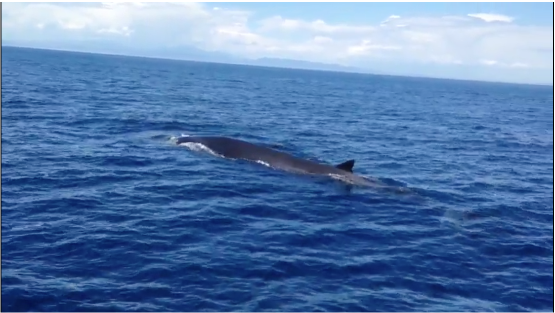Impresionante ballena durante la travesía de Barcelona a Menorca